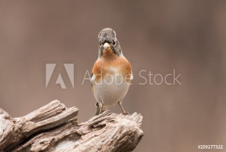 Afbeeldingen van Brambling sitting on stick and eat berries